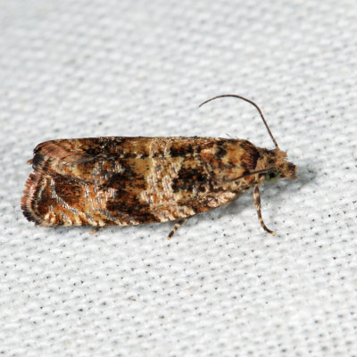 2859 - Celypha Moth - Celypha cespitana*
