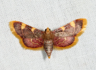 5524 - Clover Hayworm Moth - Hypsopygia costalis
