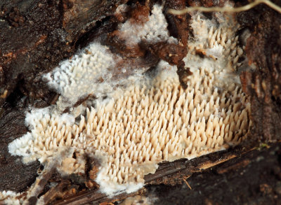 Radulomyces copelandii