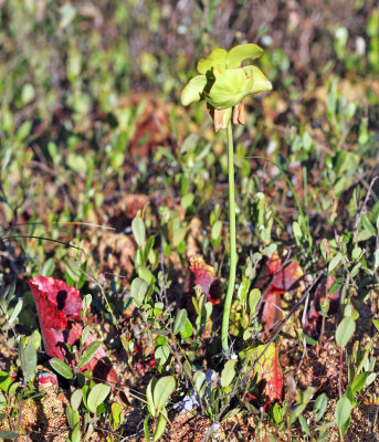 Purple Pitcherplant - Sarracenia purpurea