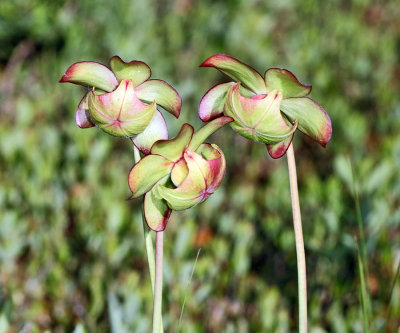 Purple Pitcherplant - Sarracenia purpurea