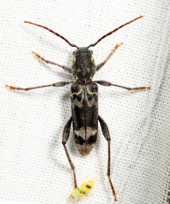 Rustic Borer - Xylotrechus colonus