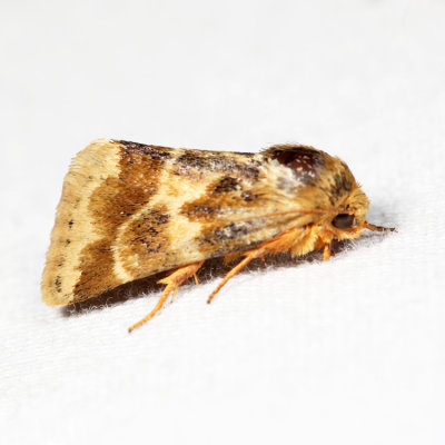 11117 - Lynx Flower Moth - Schinia lynx