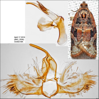 Tortricidae Moths Identified with Genitalia Pictures (2701-3863)