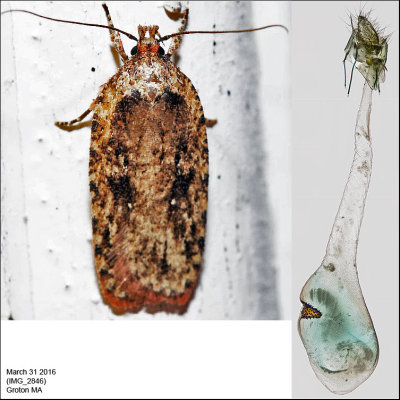 0867 - Agonopterix pulvipennella