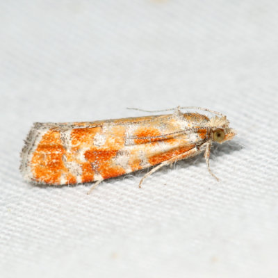 2867 - European Pine Shoot Moth - Rhyacionia buoliana *
