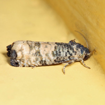 3186 - Goldenrod Gall Moth - Epiblema scudderiana *