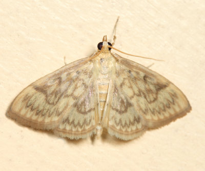 4944 - Angelic Crocidiphora - Crocidophora serratissimalis