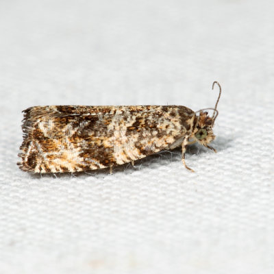 2859 - Celypha Moth - Celypha cespitana *