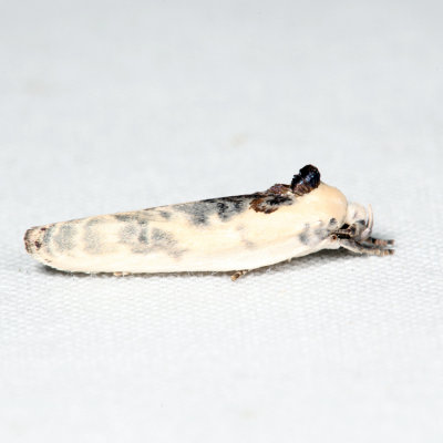 1011 - Schlaeger's Fruitworm Moth - Antaeotricha schlaegeri *