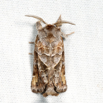 7898 – Striped Chocolate-tip Moth – Clostera strigosa
