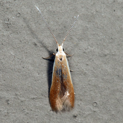 1301.1 - Coleophora comptoniella group, limosipennella?*