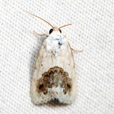  9095 - Small Bird-dropping Moth - Ponometia erastrioides*