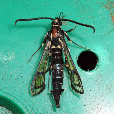 2583 - Peachtree Borer Moth - Synanthedon exitiosa