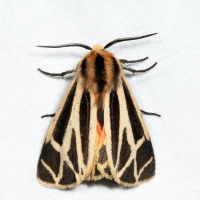 8171 - Nais Tiger Moth - Apantesis nais