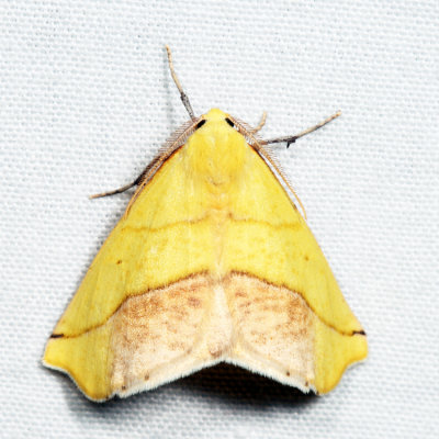 6912 - Sharp-lined Yellow - Sicya macularia