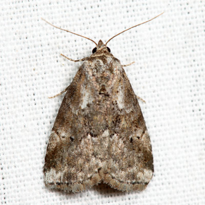 9037 – Dotted Graylet Moth – Hyperstrotia pervertens *