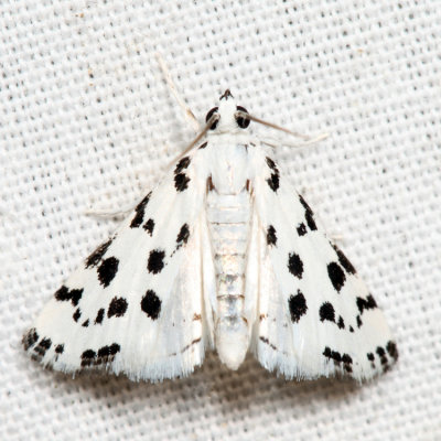 4794 - Spotted Peppergrass Moth - Eustixia pupula*