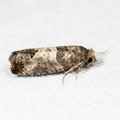 2906 - Eye-spotted Bud Moth - Spilonota ocellana*