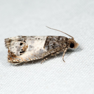 3208 – Doubleday's Notocelia Moth – Notocelia rosaecolana*