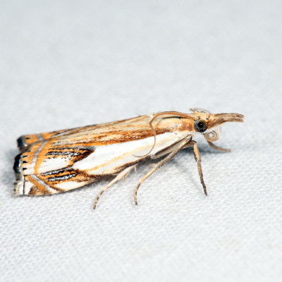 5362 – Double-banded Grass-veneer Moth – Crambus agitatellus