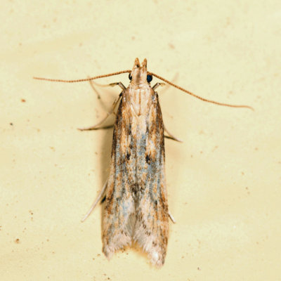 1685 - Burdock Seedhead Moth - Metzneria lappella 6.27.1