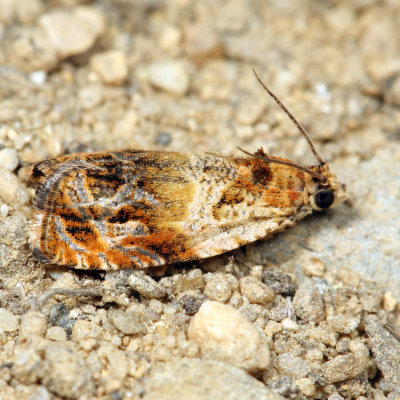 2800 - Variable Nigranum Moth - Olethreutes nigranum*