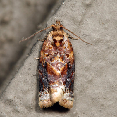 3597 – Red-banded Leafroller Moth – Argyrotaenia velutinana*