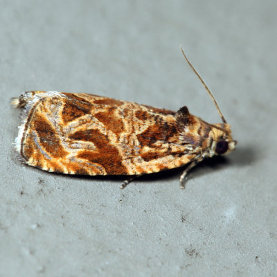 2800 - Variable Nigranum Moth - Olethreutes nigranum*