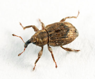 Pickerelweed Weevil - Onychylis nigrirostris