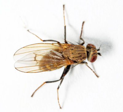 Notiphila subgenus Agrolimna