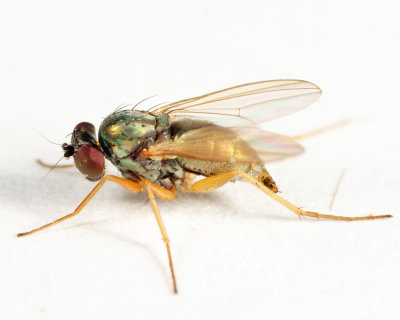 Medeterinae