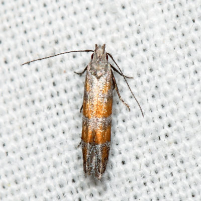 2229 – Stripe-backed Moth – Battaristis vittella*