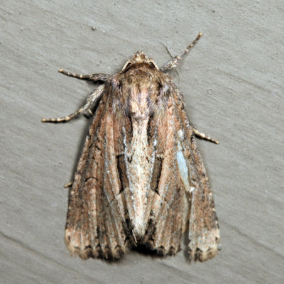 9433 – Chang Borer Moth – Xylomoia chagnoni *