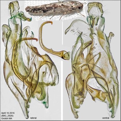 1828 - Coleotechnites quercivorella