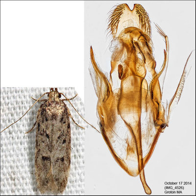2119 - Chionodes thoraceochrella (male)