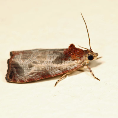 2788 – Inornate Olethreutes Moth – Olethreutes inornatana*