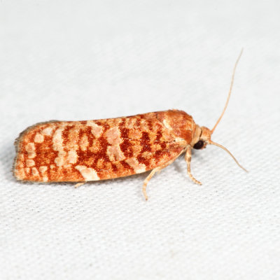 3643 - Jack Pine Budworm Moth - Choristoneura pinus*
