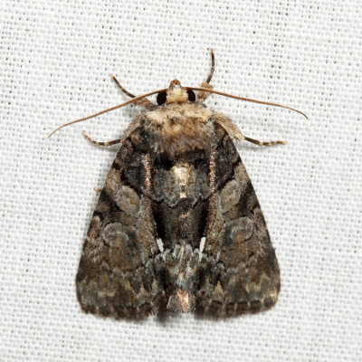 9556 - Cloaked Marvel - Chytonix palliatricula *