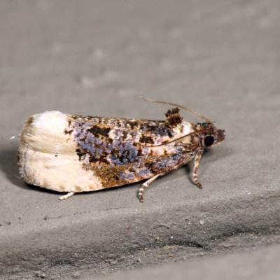 2861 – Off-white Hedya Moth – Hedya ochroleucana*
