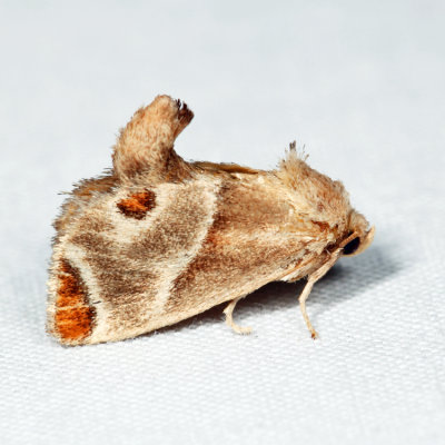  4669 - Shagreened Slug Moth - Apoda biguttata