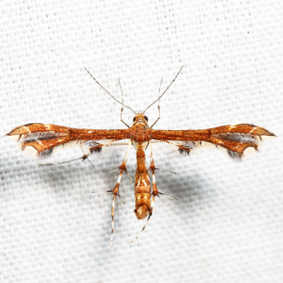 6093 - Busck's Plume Moth - Geina buscki*