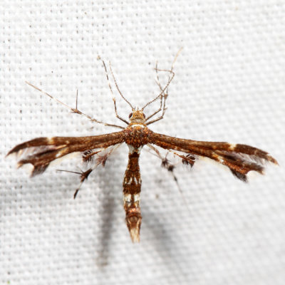 6092  Himmelman's Plume Moth  Geina tenuidactyla *