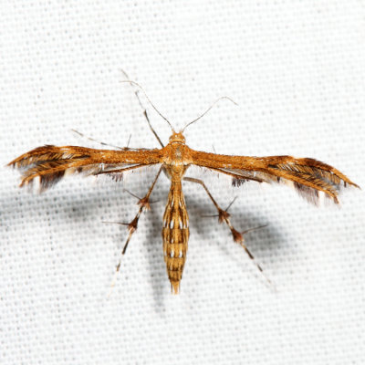 6102 - Dejongia lobidactylus*