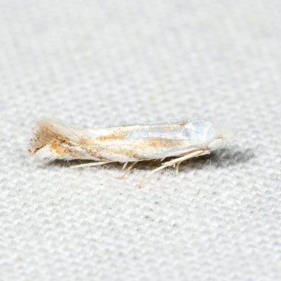 0486 - Bucculatrix montana*