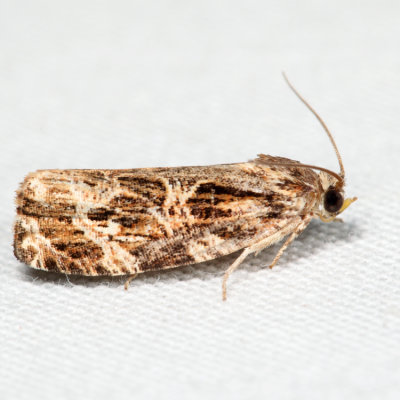 2771 – Macramé Moth – Phaecasiophora confixana or 2772 – Labyrinth Moth – Phaecasiophora niveiguttana*