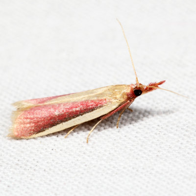6053 – Carmine Snout Moth – Peoria approximella