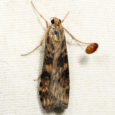 5156 - Lucerne Moth - Nomophila nearctica