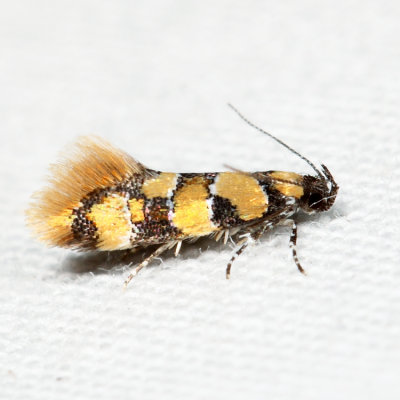 1042 - Reticulated Decantha Moth - Decantha boreasella