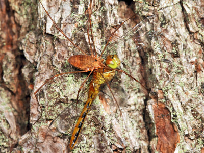 Leiobunum ventricosum